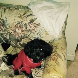 Meet your Posher, Yvette